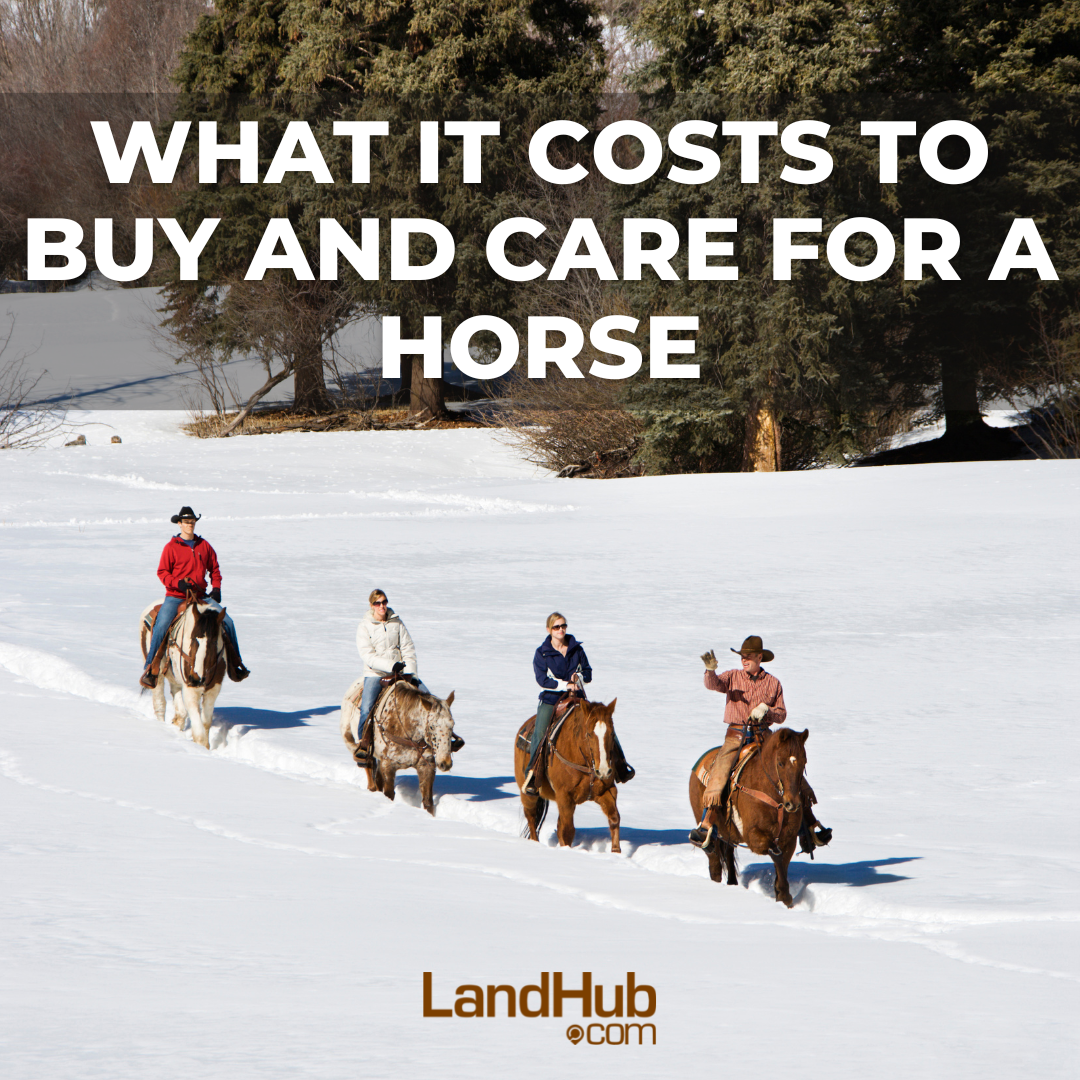 what-it-costs-to-buy-and-care-for-a-horse-landhub