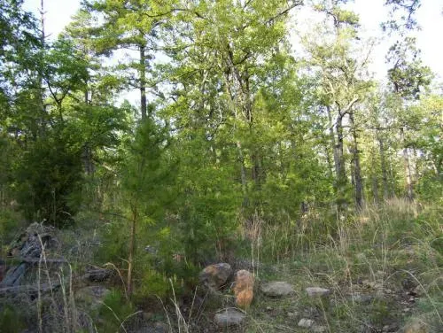 5-acre-pine-mountain-ranc-1
