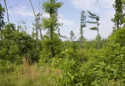 missouri-shannon-county-2