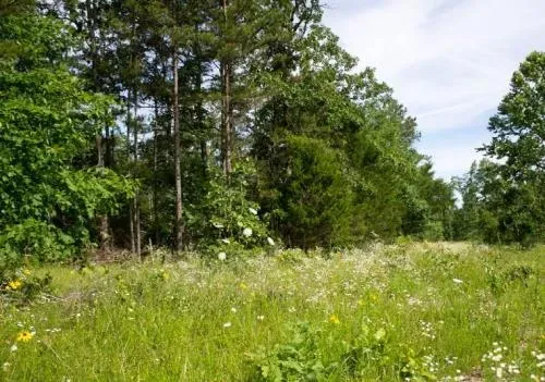 missouri-douglas-county-2