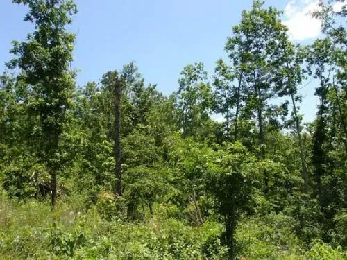 25-offmissouri-shannon-3