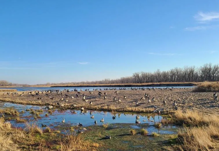Seller Approved Auction: Platte River Waterfowl Lore | LandHub