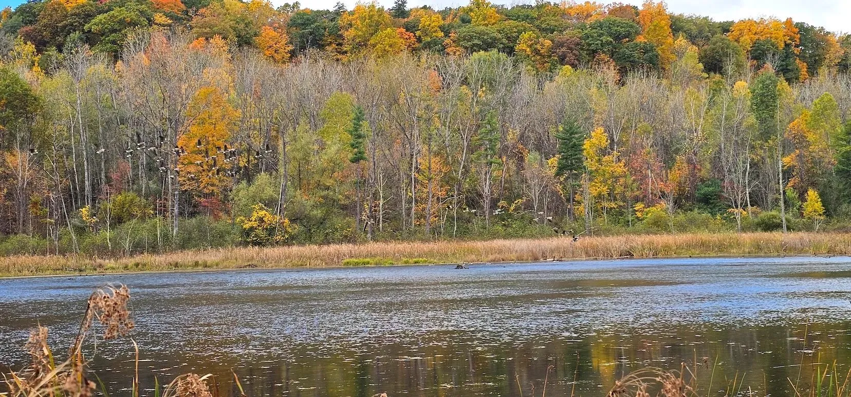 26 acre Wooded Land with Fishing Pond and Building Site in Burdett NY 5031 State Route 79