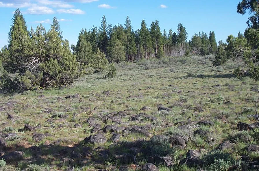 Remote Oregon Spacious 8+ Acres Of Remote Oregon Wilderness | LandHub